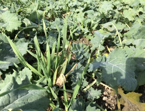 Taliodra varis talirapsi põllul – vajadusel veel tõrjuda?